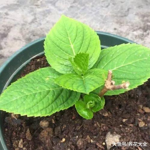 室内绣球这么养, 剪个枝种十盆, 一分钱不花!