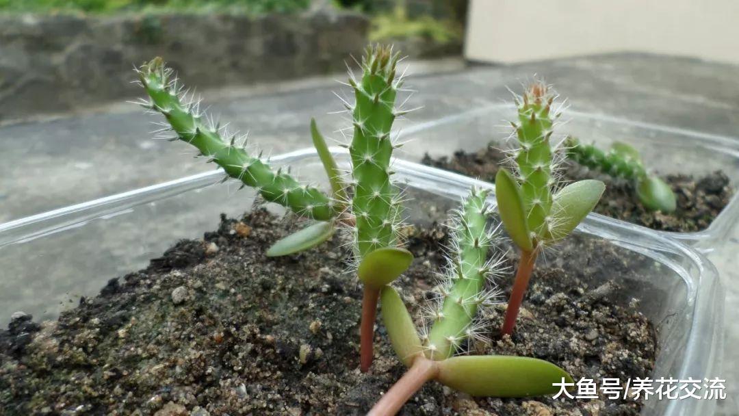 家里养这8种盆栽花卉, 经常忘记浇水也能生长灿烂