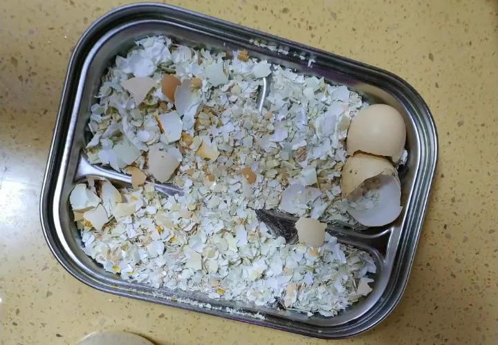 鸡蛋的这8个妙用, 啥花都能养的好, 还花钱买什么肥料!