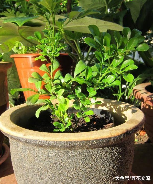 米兰用这些技巧养护, 可以保持常年开花, 花朵带迷人清香