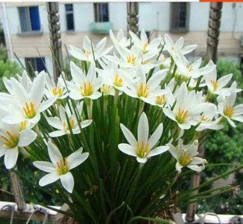 路边经常见到长得像水仙的小白花, 今天终于知道它叫什么了!