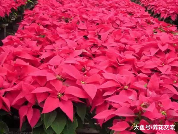 秋天叶子就会变色的一品红, 为什么人们只将它摆放在室外