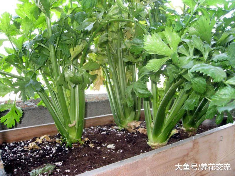 5种特别容易盆栽养护的蔬果, 四季都有一种可以收获