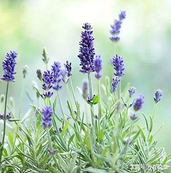 几种特别耐寒的多年生开花植物, 在院子里也能轻松越冬