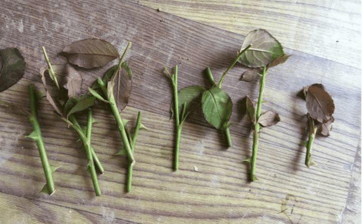 木头渣子也是宝, 养花就靠它, 把花1盆变多盆!