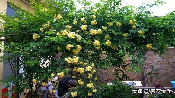 还在阳台养木香? 做到这一点, 长得比房子都高!