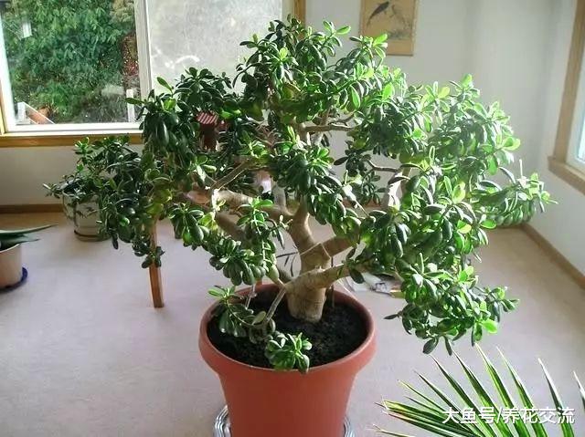 玉树也有这么多的品种, 不用怎么管理就能长成盆景树一般