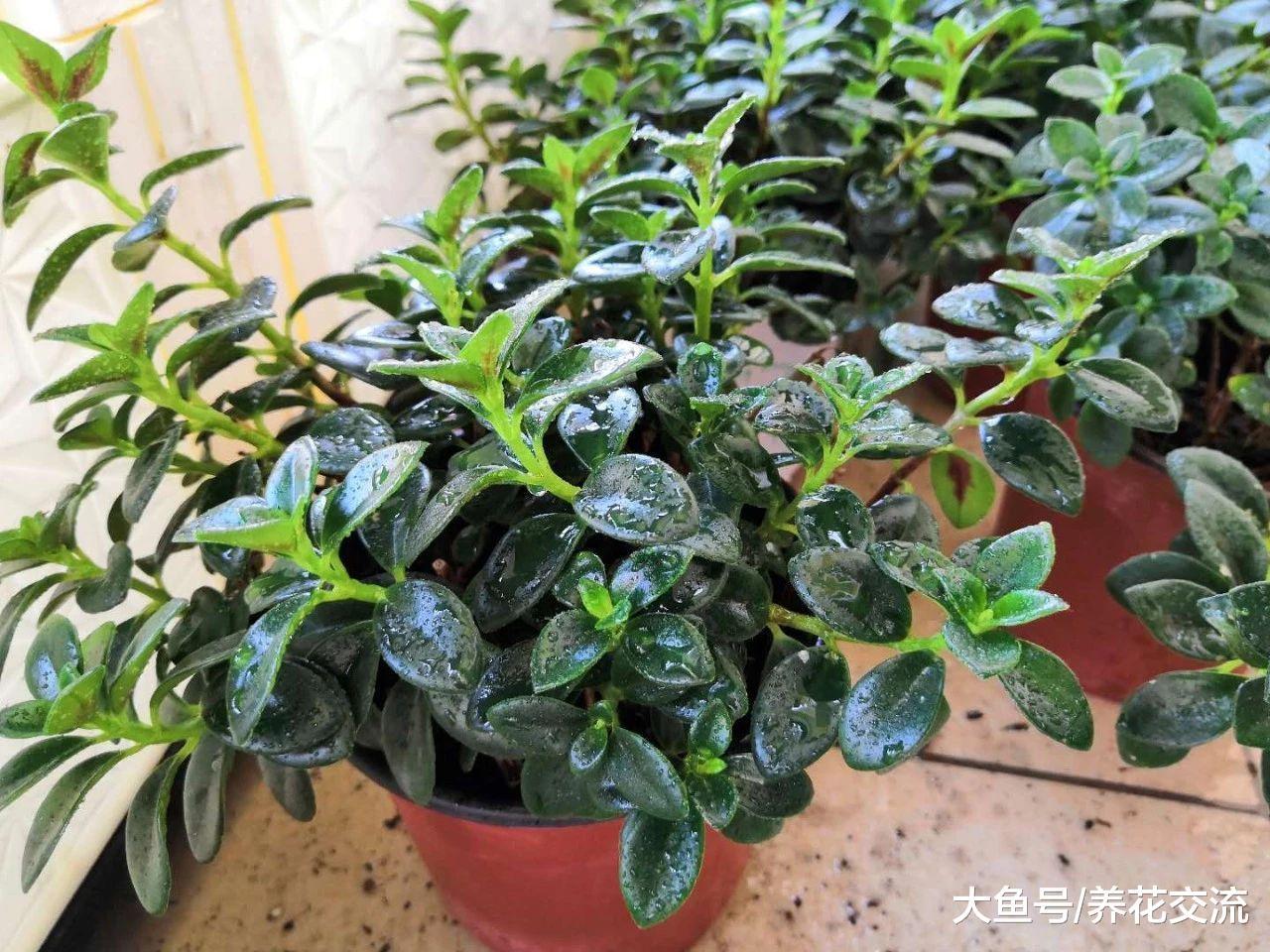 枝条不断掐顶就能花开不断的金鱼花, 不养一盆就亏大了