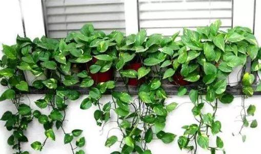 自家养的绿萝总是黄叶、烂根? 这样做绝对摆脱这些问题!