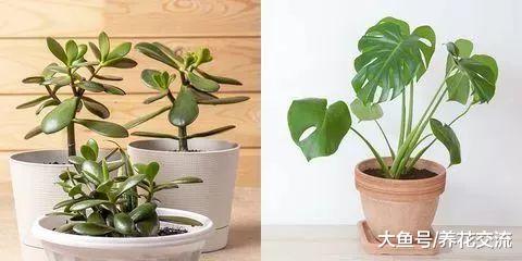 养不活多肉植物的园艺新手, 你可以养这些这些室内植物