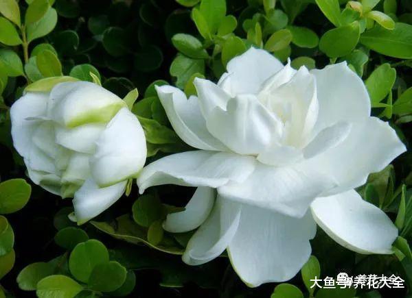 养花宝典就在这, 只要记住了, 下一个养花高手就是你!