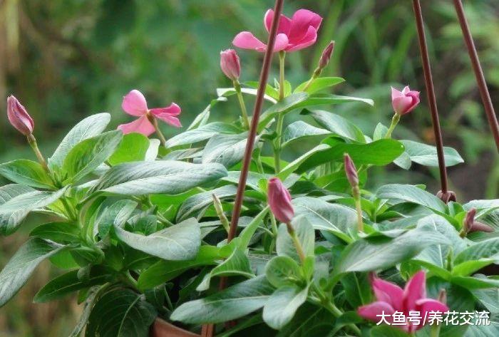8种适合种在窗台上的精致盆栽开花植物, 养护得当能花开不断