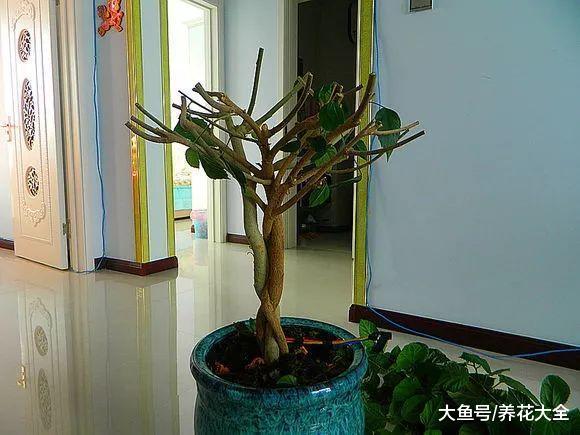 这6种花正好现在养, 花大色艳, 一不下心养满盆!