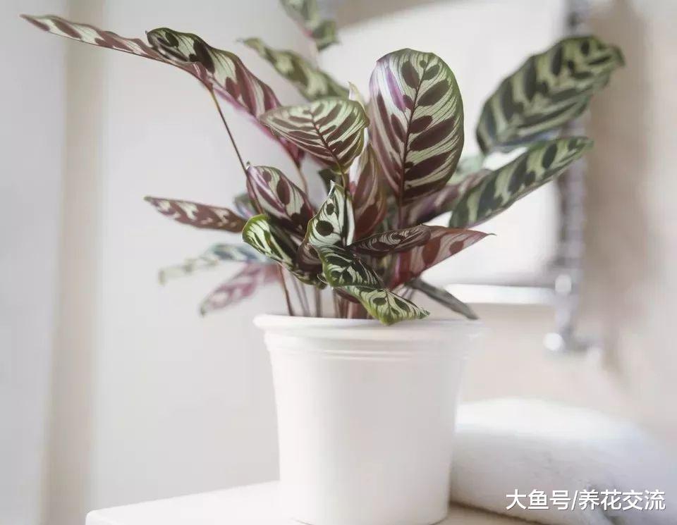 为什么你家里的孔雀竹芋叶子老是蜷缩枯萎, 原因就只有一个