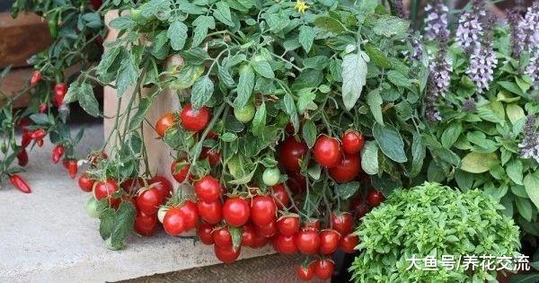 在阳台上不断有蔬菜采摘, 可以用花盆种上这9种盆栽蔬菜