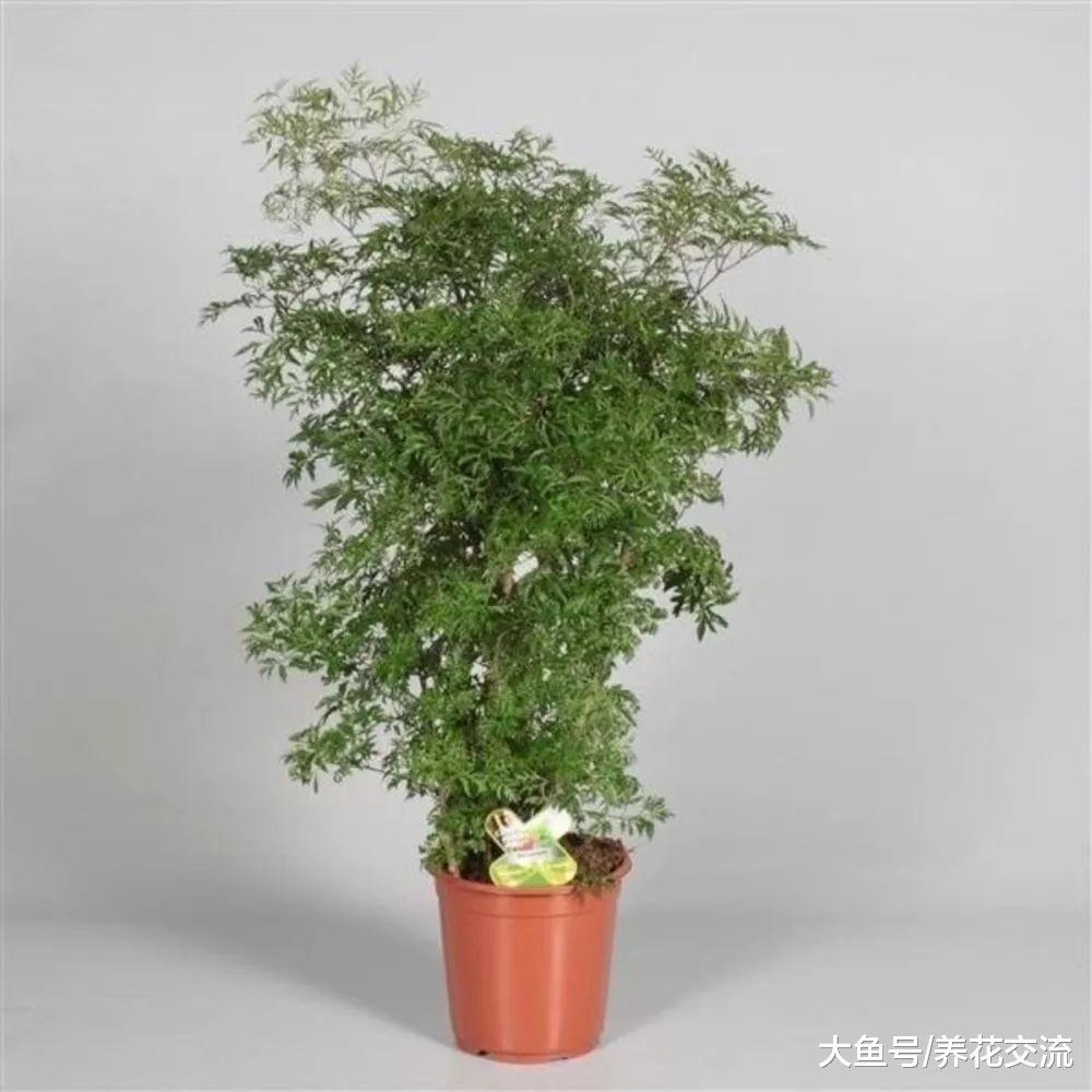 特别适合摆放在客厅的福禄桐, 原来还有不同类型的叶子