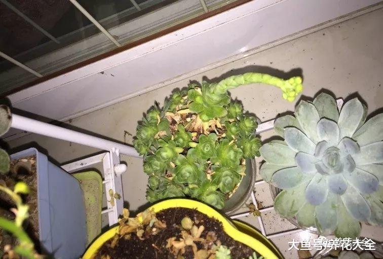 植物长歪了别着急扔, 这样剪一刀, 比原来的还要好看!