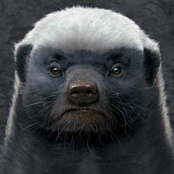 这个小个头的动物和狮子平起平坐, 厉害了!