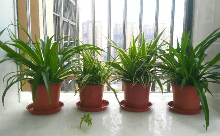 甲醛能潜伏15年, 赶紧放盆吸毒花, 全家老小都受益!