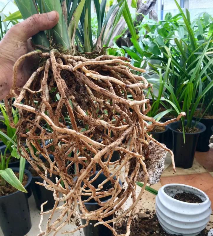 兰花喂粒“小药丸”, 2周长成一大捆, 花开了满屋香喷喷