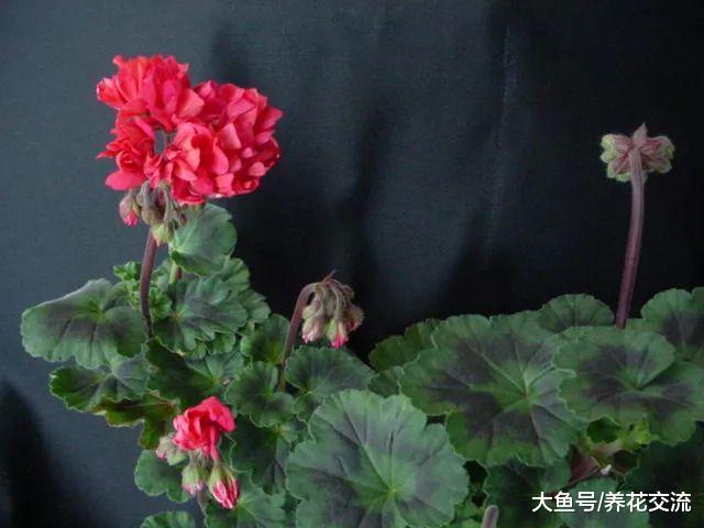 为什么你的天竺葵度过夏天之后就没有办法恢复生长