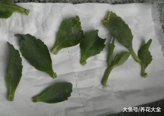 扦插老不生根? 试试这6招, 1盆变10盆, 家里多的放不下!