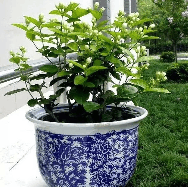 你还在给植株浇这2种水? 快停手, 怪不得总是黄叶长不高