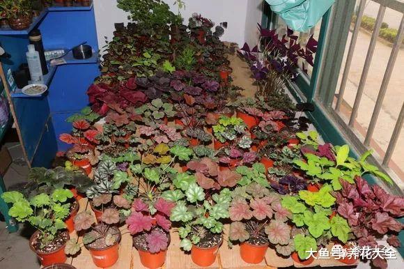 还养啥花? 这7种花, 养叶子比花还要美!