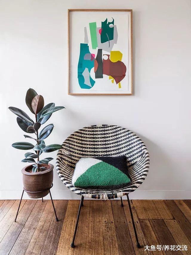 大叶子的室内大型盆栽不只有龟背竹, 还有靓丽的橡皮树