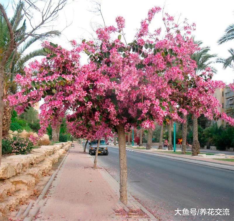 这些植物夜晚叶片就会闭合, 你养过哪一种呢?