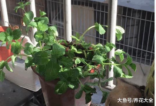 春天啥花可以不养, 唯独这一种, 不养亏惨了!