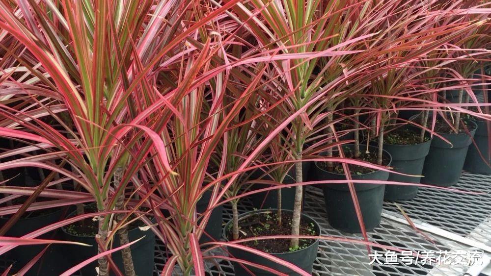 高大别致的热带大型盆栽千年木, 净化空气能力好