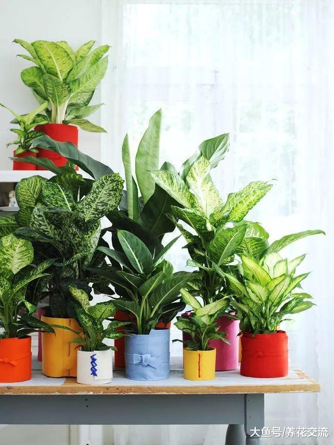 9种非常容易养护的耐阴植物, 能够在室内的光照的地方生长