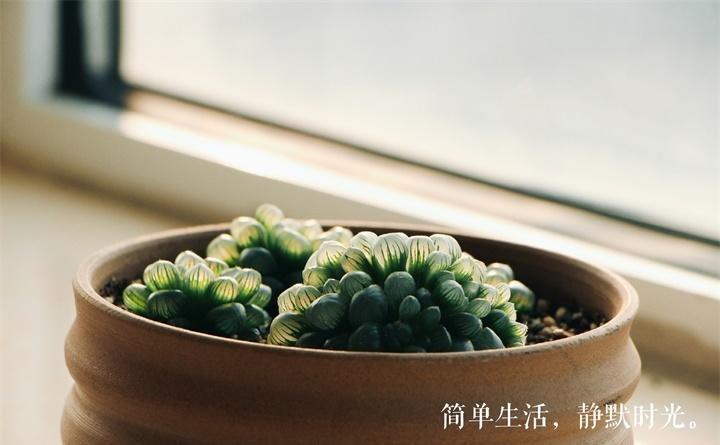 这6种多肉, 给点光就能长, 不怕养不活!