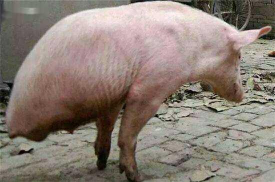 老人养了一头两条腿的猪, 村民感到疑惑, 得知真相后对他佩服不已