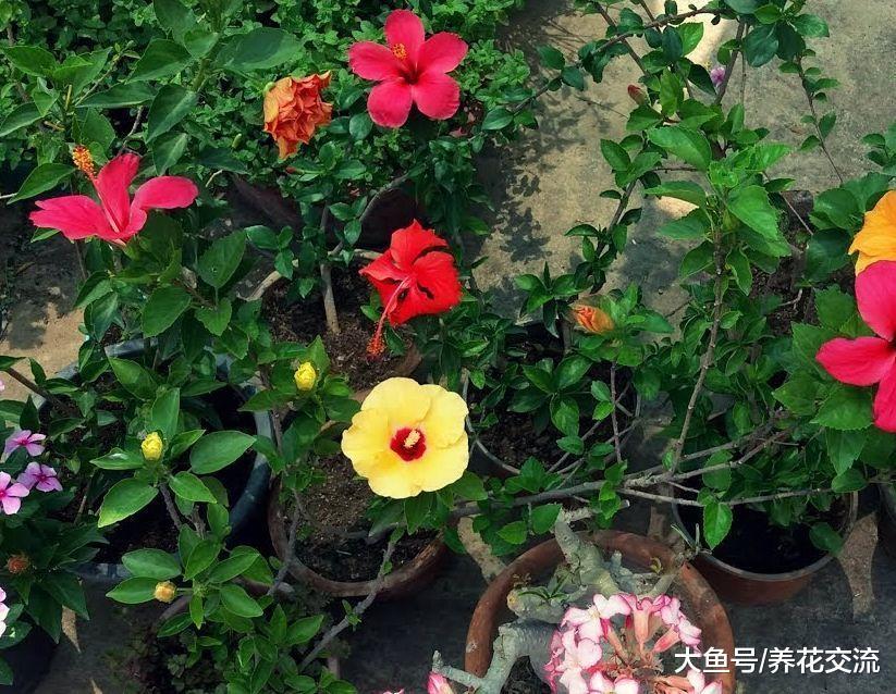 盆栽扶桑花的土壤出现板结的情况, 用这种方法处理就可以了