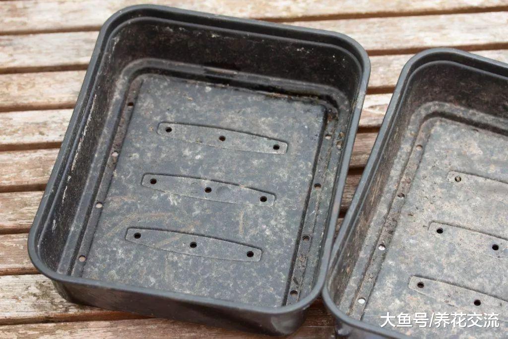 用多肉植物的种子培育盆栽, 几个星期就能生根发芽