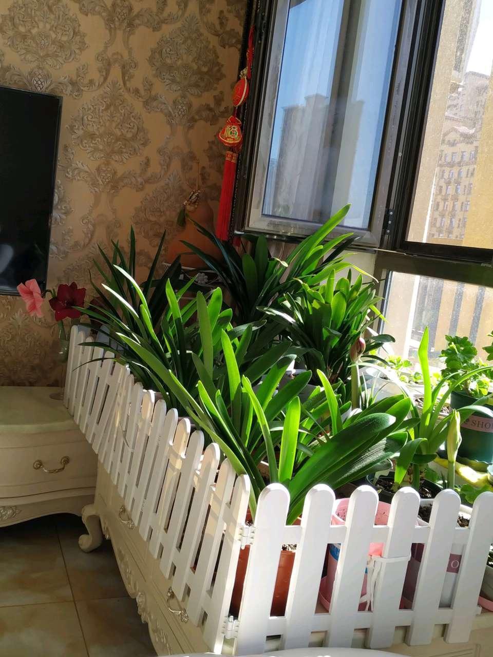 立冬后养花, 浇水前“多做1步”, 不烂根、不黄叶, 花卉蹭蹭长