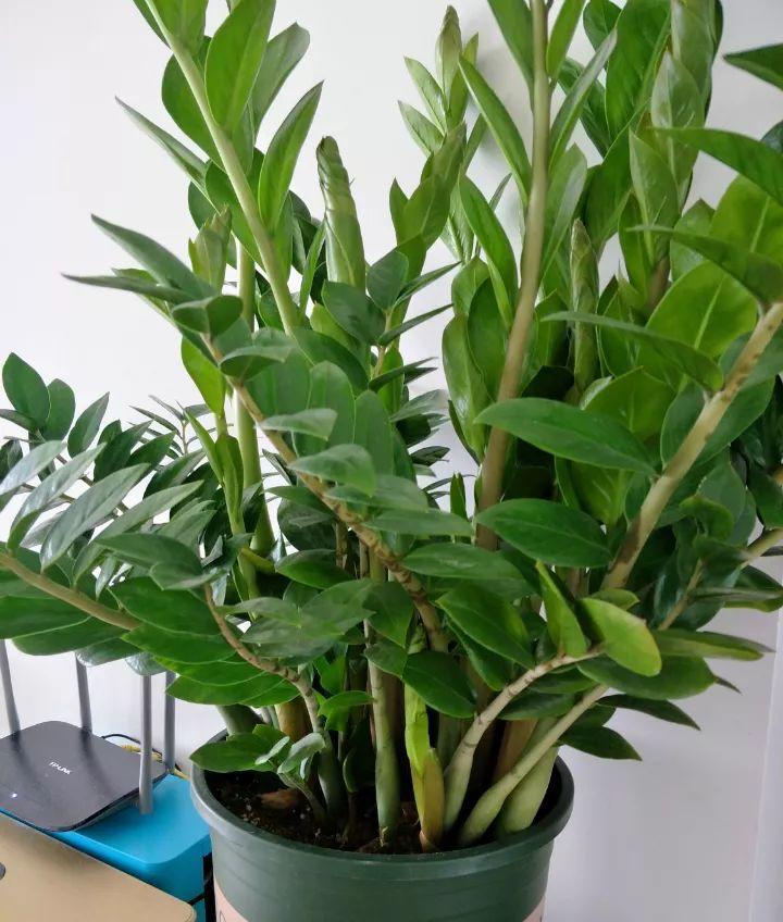 金钱树就是大胃王, 土吃个精光, 连夜冒小笋芽!