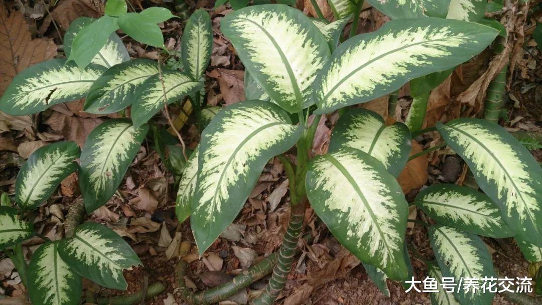 这7种有毒植物在我们身边很常见, 要避免小孩和宠物随意触碰