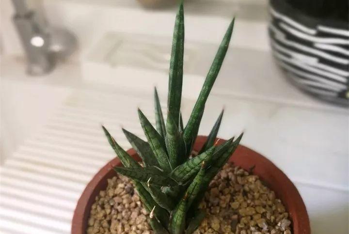 虎皮兰也是位霸气主, 一养就成“螺旋桨”, 就差上天了!