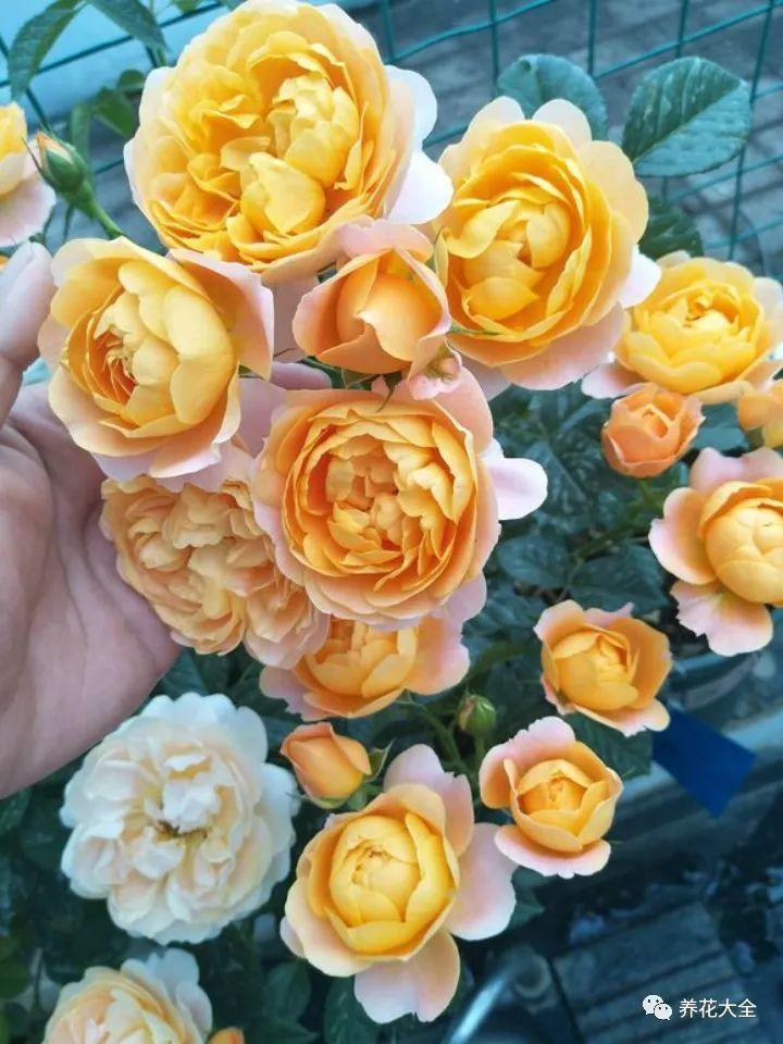 月季越养越丑? 不如试试这几种, 夏天也能美美哒!