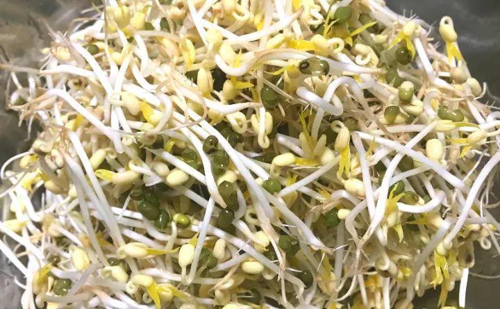 一把豆子撒瓶里, 长出豆芽撑爆瓶子, 吃都吃不完!