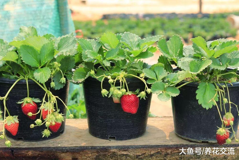 掌握这些养护盆栽草莓的技巧, 在阳台上也能不断收获