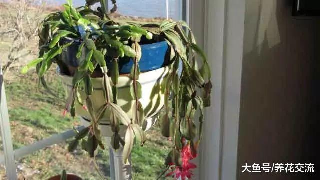 蟹爪兰花朵凋谢之后浇水注意事项, 怎么养冬春时节才好开花?