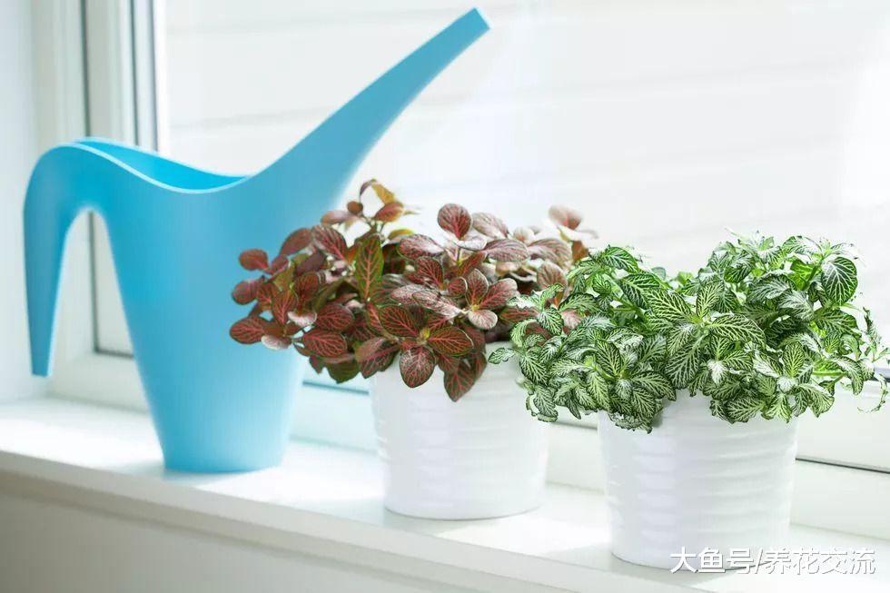 离家之后这几个方法都能解救你的植物, 自制简易自动浇水技巧
