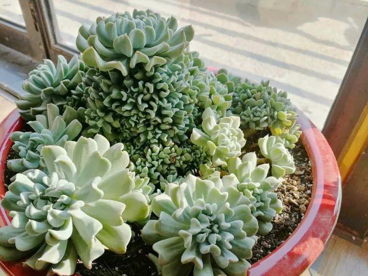 多肉要是长起来, 小芽密密麻麻的, 比吊兰还壮观!