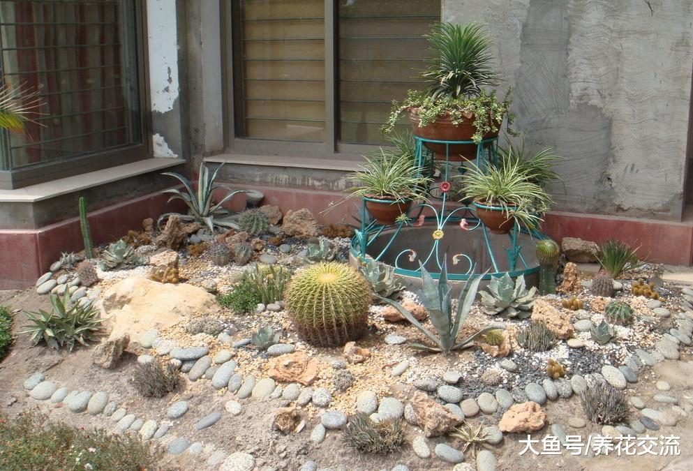 9种特别适合在院子里装饰多肉植物景观, 养成令人惊叹的多肉花海