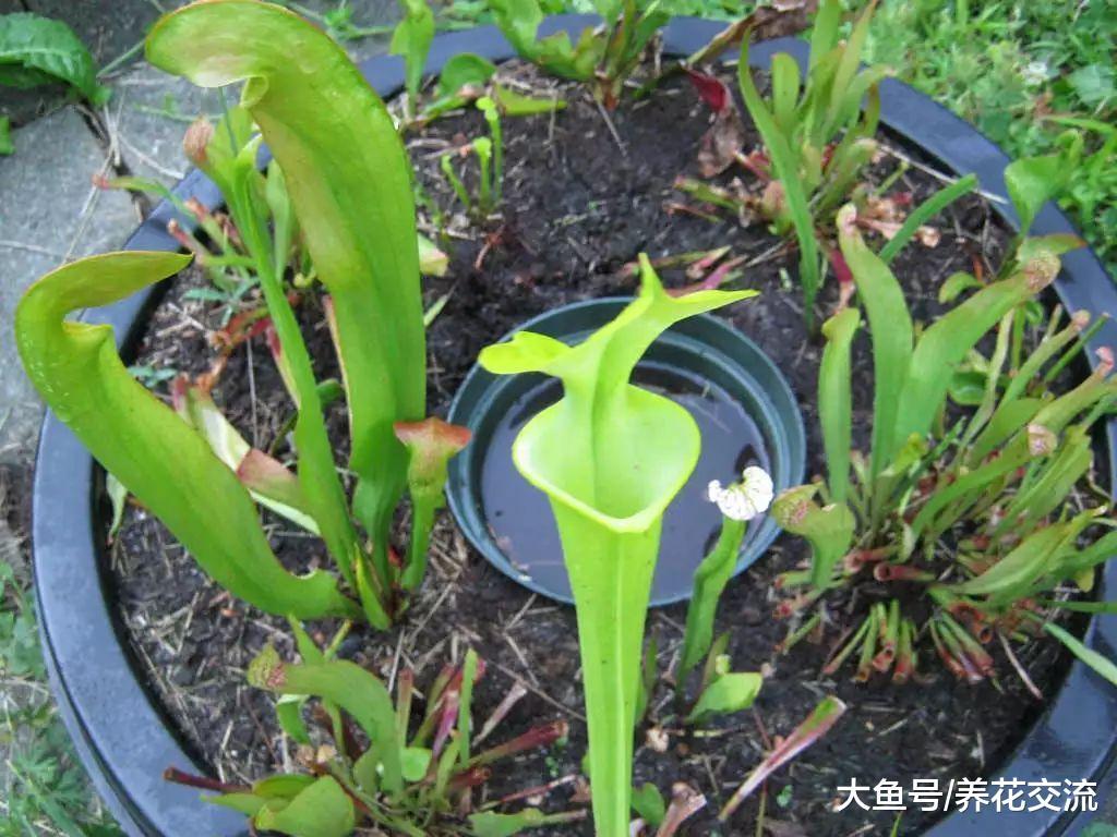 在室内栽种食虫草盆栽植物的几个技巧, 你更喜欢哪一种呢?