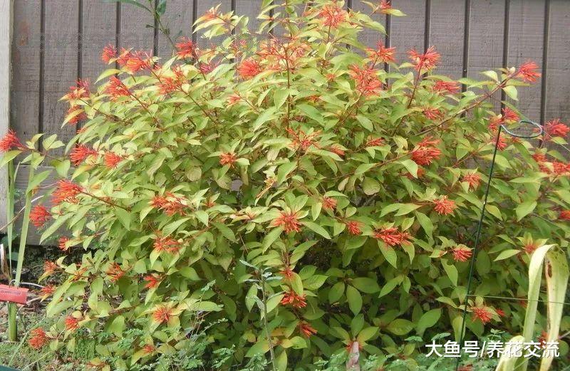 几种开花特别迷人的植物, 特别适合养在院子里